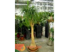 ������ (200) 17 995.00