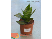 ���������� (40) 395.00