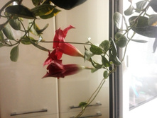 IMG 20160626 090627.jpg