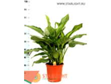 ��������� ������� (90) 8 105.00