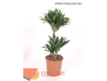 ������� �������� (65) 995.00