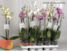 ���������� �2 (75) 895.00