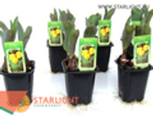 ������� ����� ����� (15) 195.00