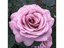 Rosa (����) Blue Girl C5 - 9,04