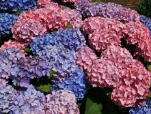 Hydrangea (���������) m. Bouquet Rose P19/C3 20-25 CM - 5,6