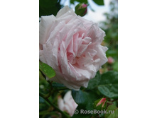 Rosa (����) Bellavista C5 - 11,6
