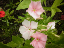 ����� ���������