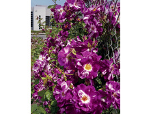 Rosa (����) Purple Splash C5 - 12,95