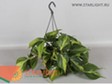 ����������� ������ (40) 695.00