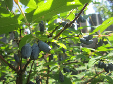 ������ 008.jpg