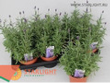 ������� ������������ ������� (35) 255.00