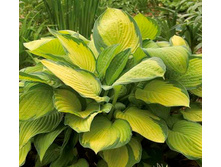 ����� ���� �������� 150