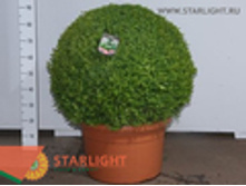 ������ ��� (95) 9 995.00