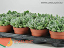 �������� ������ (25) 155.00