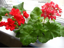 Kenny's Double � Pebbles