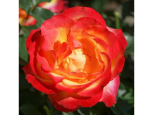 Rosa (����) Antigua C5 - 6,97