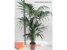 ����� ����������� (210) 9 995.00