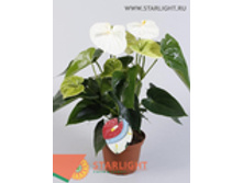 �������� ������ (50) 695.00