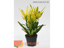 ������� ����� ���� (30) 295.00