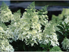 Hydrangea (���������) pan. Dolly C5 - 3,77