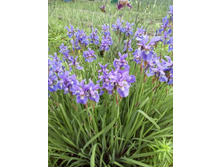 IMG 20160611 131915.jpg