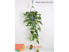 ����������� �������� (80) 1 250.00