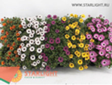 ������������ (25) 195.00