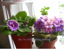 Bold Party Girl � Imp's Spirit Warder