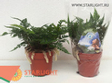 ������ �������� (30) 395.00