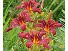 �������� ������� �����. 100