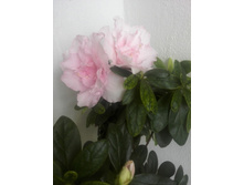 IMG 20160626 100454.jpg