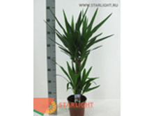 ���� ������� �2 (80) 1 350.00