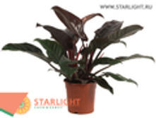 ����������� �������� ��� (70) 2 995.00