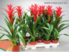 �������� ������ (55) 495.00