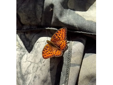 IMG 20160613 150403-1.jpg