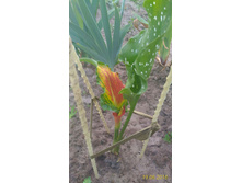 P 20160619 203102 1 p.jpg