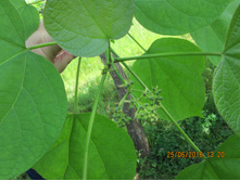 IMG 3364.JPG