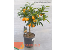 ��������������� (45) 1 995.00