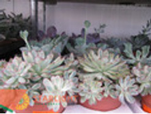 �������� (20) 295.00