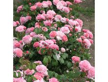 Rosa (����) Eeuwige Passie C5 - 7,81