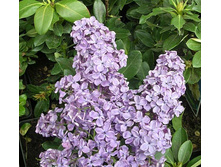 Syringa (������) vulg. Sumerki - 7,8