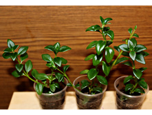 ���������� ������� ����� - 100 ���.jpg