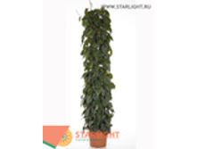 ����������� �������� (190) 16 995.00