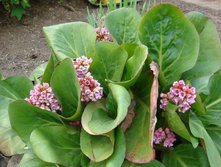 ����� 30 �