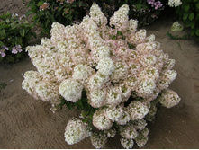 Hydrangea (���������) pan. Bobo P19/C3 40-50 CM - 9,6