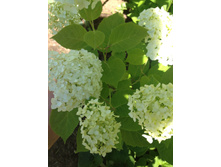 ��������� ����������� 100 ���