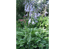 ����� No 3