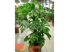 �������� (150) 5 995.00