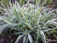 �������(�����������)70