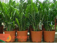 ������������ (75) 595.00